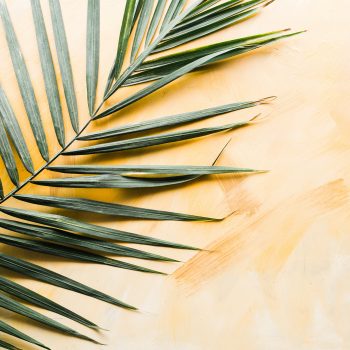 Palm leaf on yellow painted background